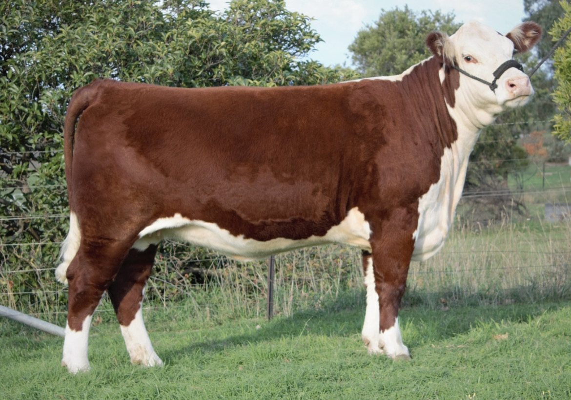 Llandillo N050