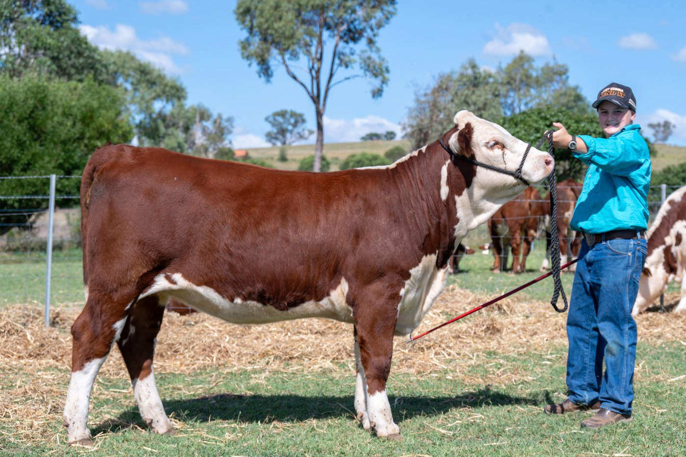 Llandillo Blush U043 — Intermediate Champion Heifer National Hereford Youth Show and National All Breeds 2024