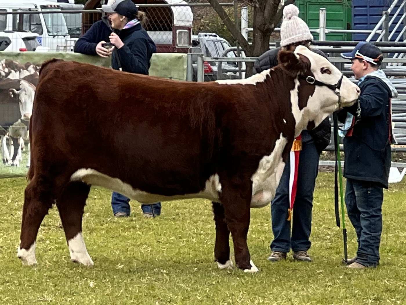 Llandillo Julie S024 at National Hereford Youth Show