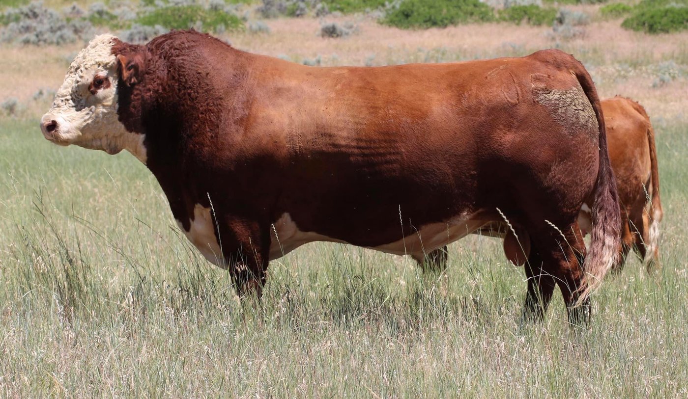NJW 139C Ridge 254G
