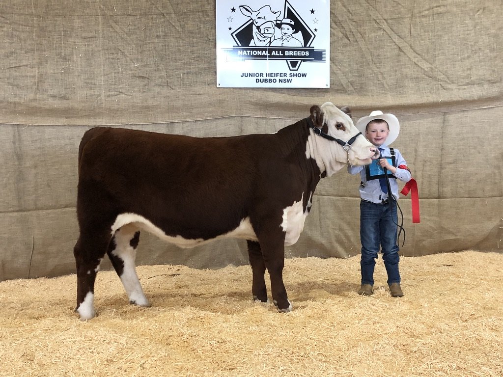 Samuel Guy showing Llandillo Silky P095 at National All Breeds Junior Heifer Show Dubbo