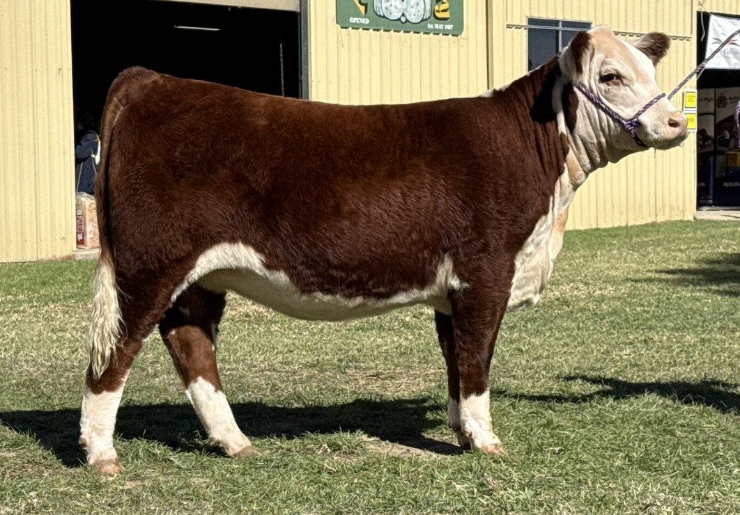 Llandillo Silky V057, Grand Champion Female Canberra Royal 2026, purchased by Roseview Poll Herefords